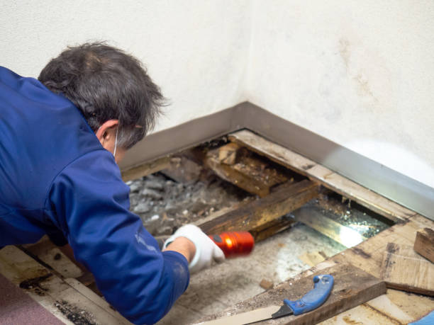 Professional Mold Removal in Grant, AL