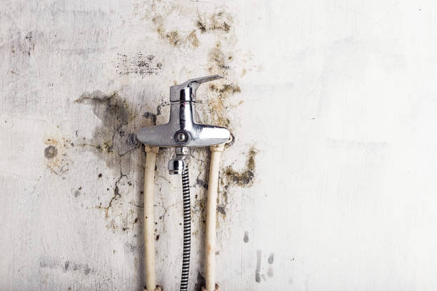 Best Office Mold Removal Services  in Grant, AL