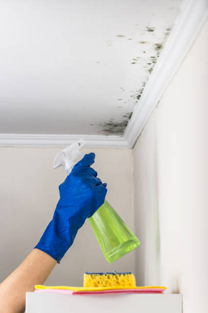 Best Residential Mold Removal  in Grant, AL