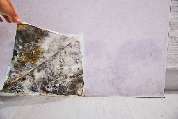Best Mold Cleaning Services  in Grant, AL